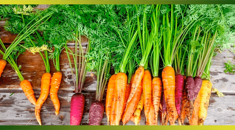 Carottes